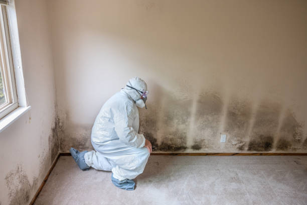 Best Attic Mold Removal  in Ephrata, WA